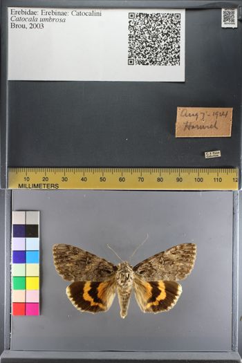 Media type: image;   Entomology 747045